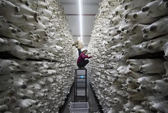 Smart Control Container Mushroom Farm