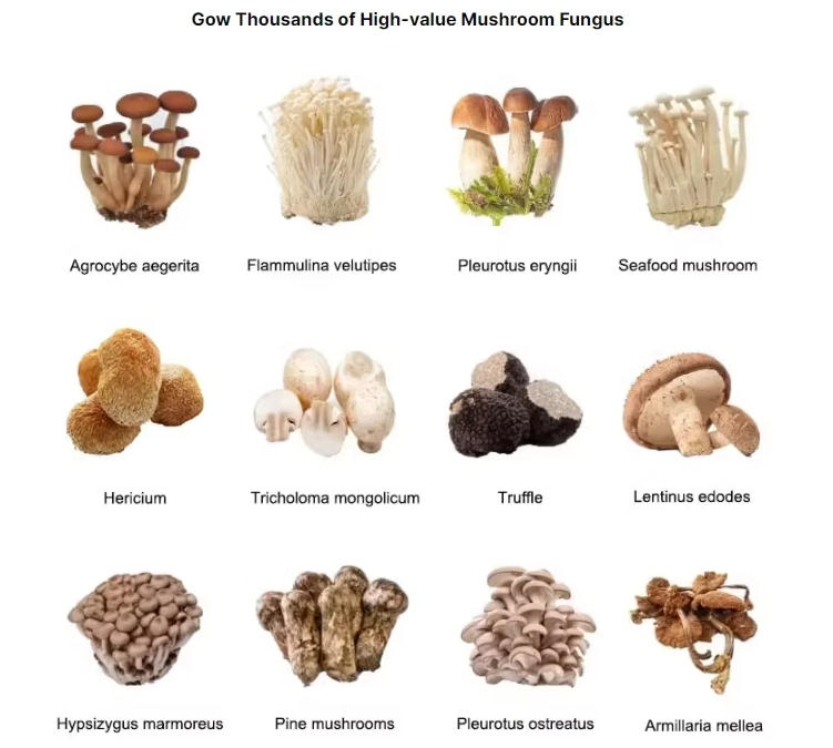 Smart Control Container Mushroom Farm