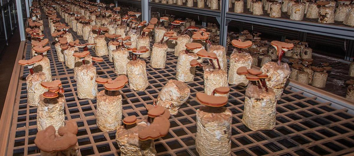 Modular Intelligent Mushroom Growing Cabin