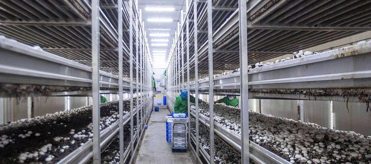 Modular Intelligent Mushroom Growing Cabin