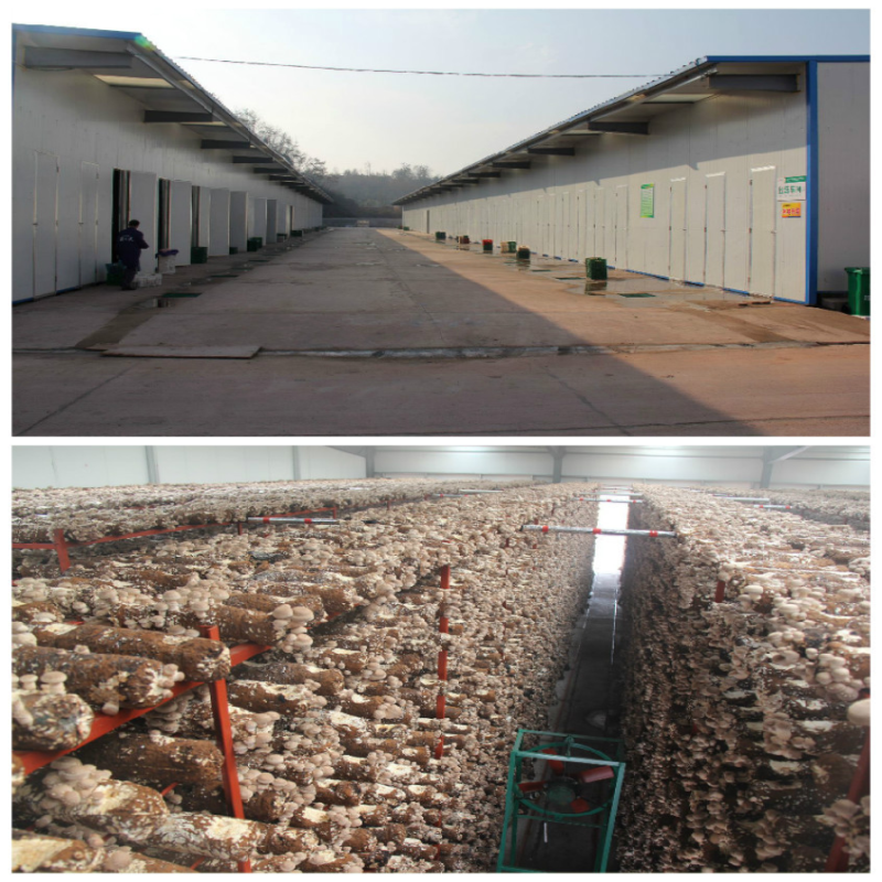 Shiitake Mushroom Factory Project