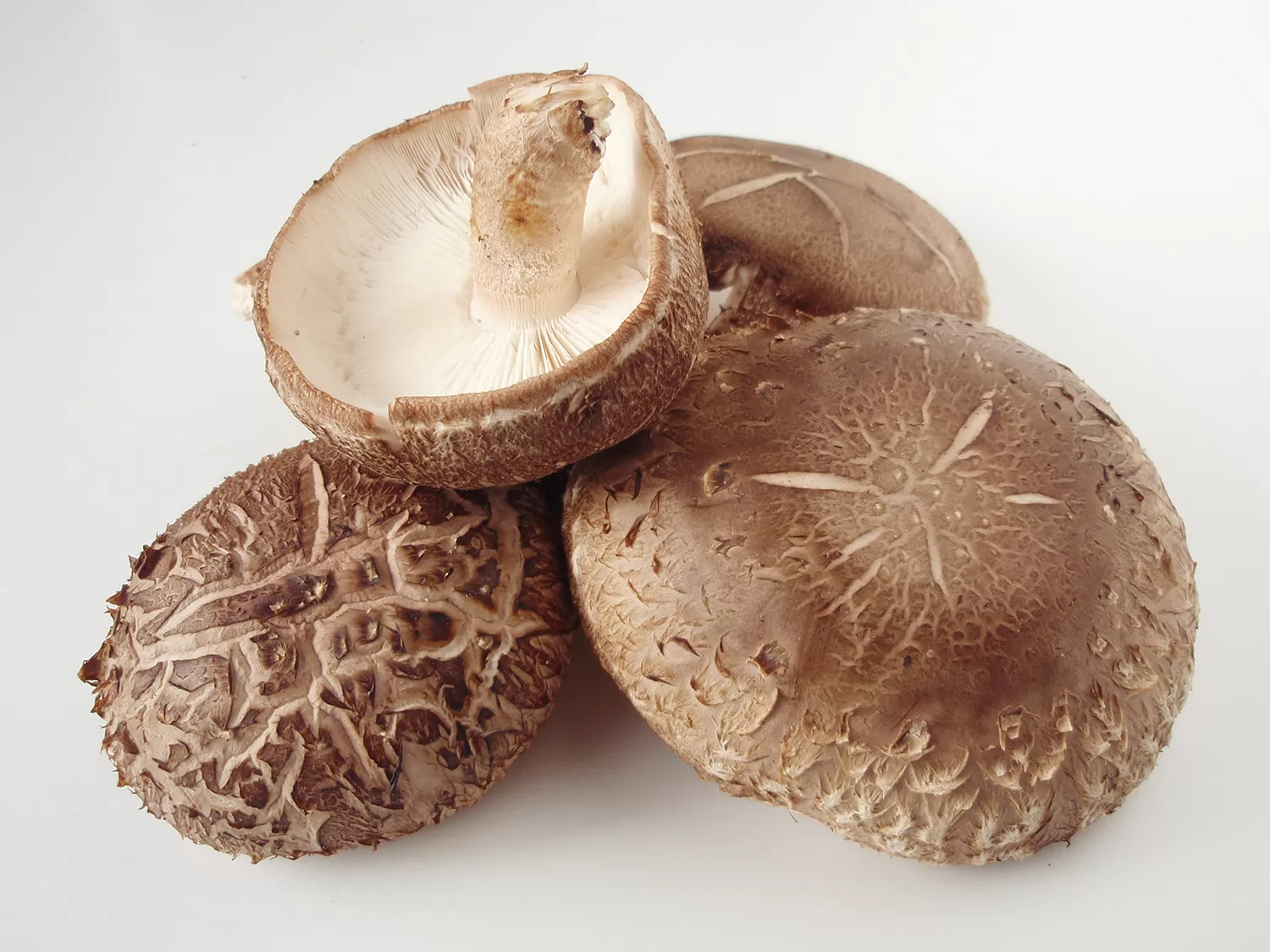 Shiitake Mushroom Factory Project